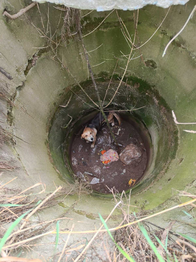 Работники МЧС в Славгородском районе спасли из колодца собаку