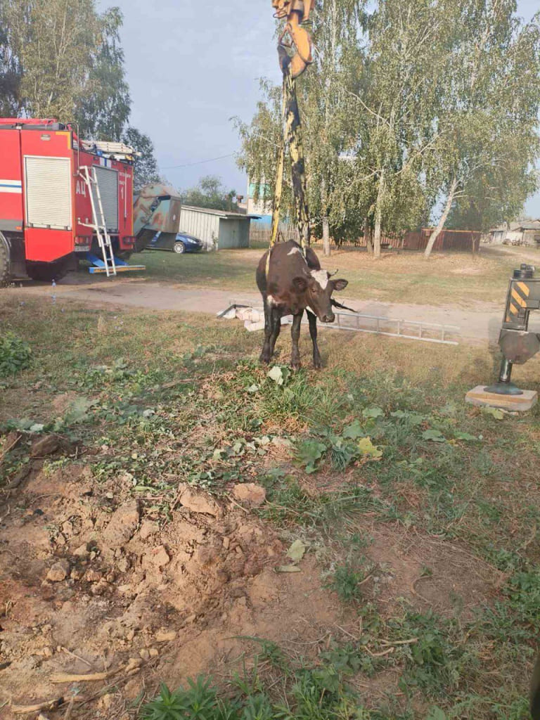 В Костюковичском районе корова упала в колодец: помогли спасатели