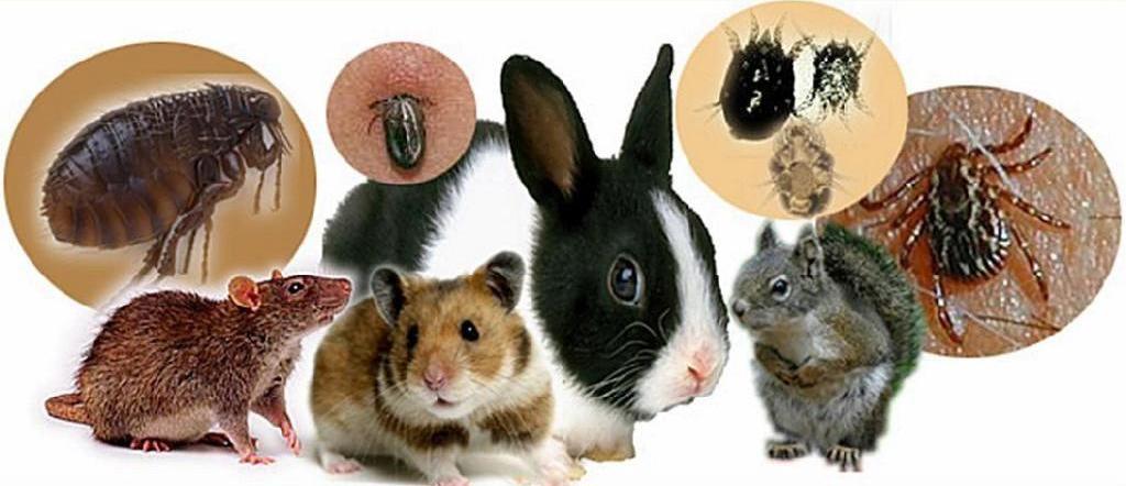 Случай туляремии зарегистрирован в Могилевской области в марте текущего года