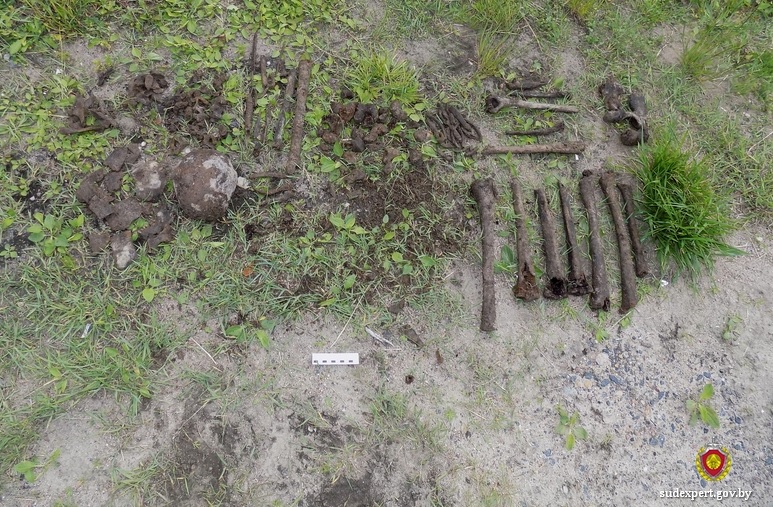 Останки, обнаруженные в ходе раскопок, исследовали могилевские эксперты