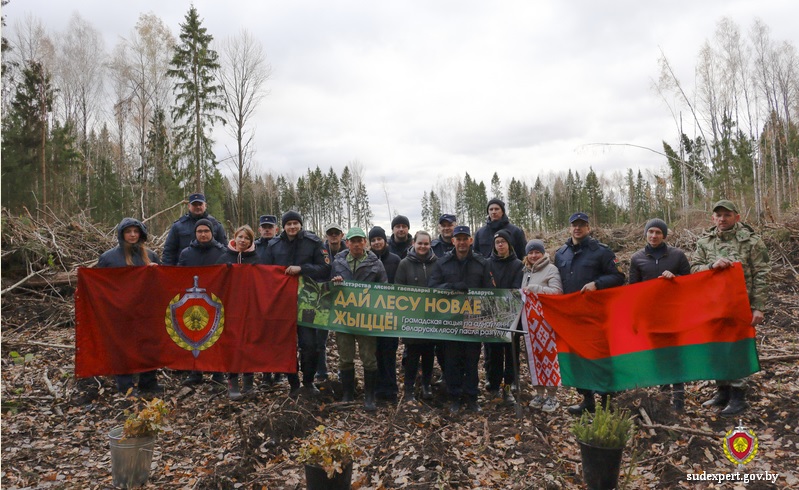 Более 5 тысяч саженцев ели и дуба высадили могилевские эксперты в рамках акции «Дай лесу новае жыццё!»