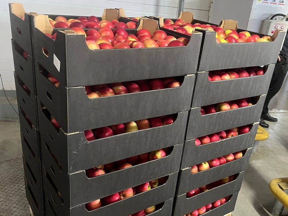 Незаконную транспортировку более 60 тонн яблок и груш выявили могилевские таможенники