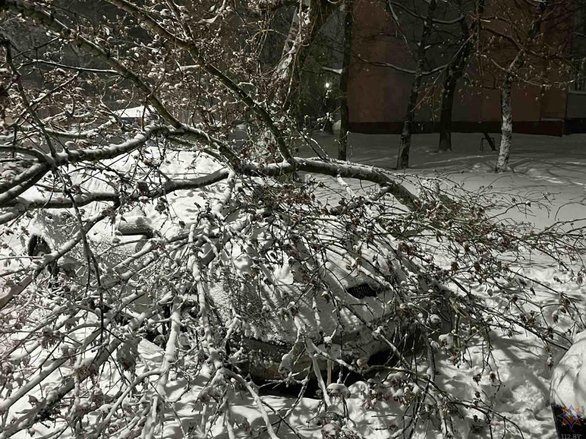 169 упавших деревьев убрали подразделения МЧС