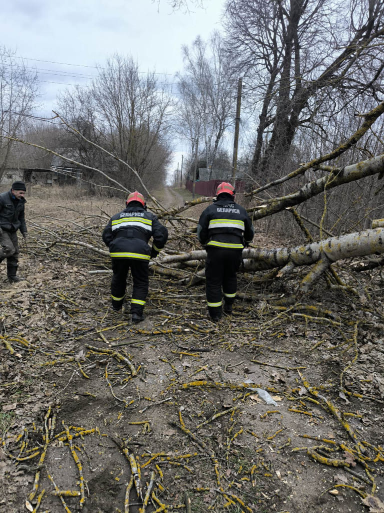 О последствиях усиления ветра на территории Могилевской области рассказали спасатели