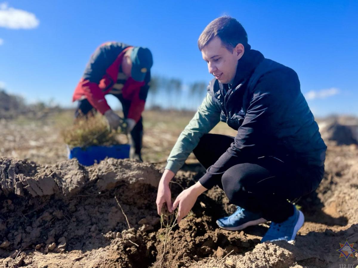 1000 саженцев хвойных пород деревьев высадили в Дрибинском районе спасатели