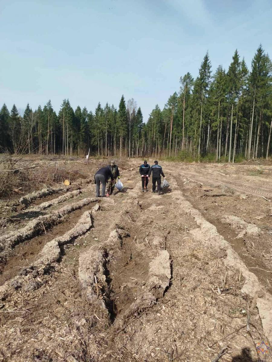 Круглянские спасатели и ветераны службы посадили деревья