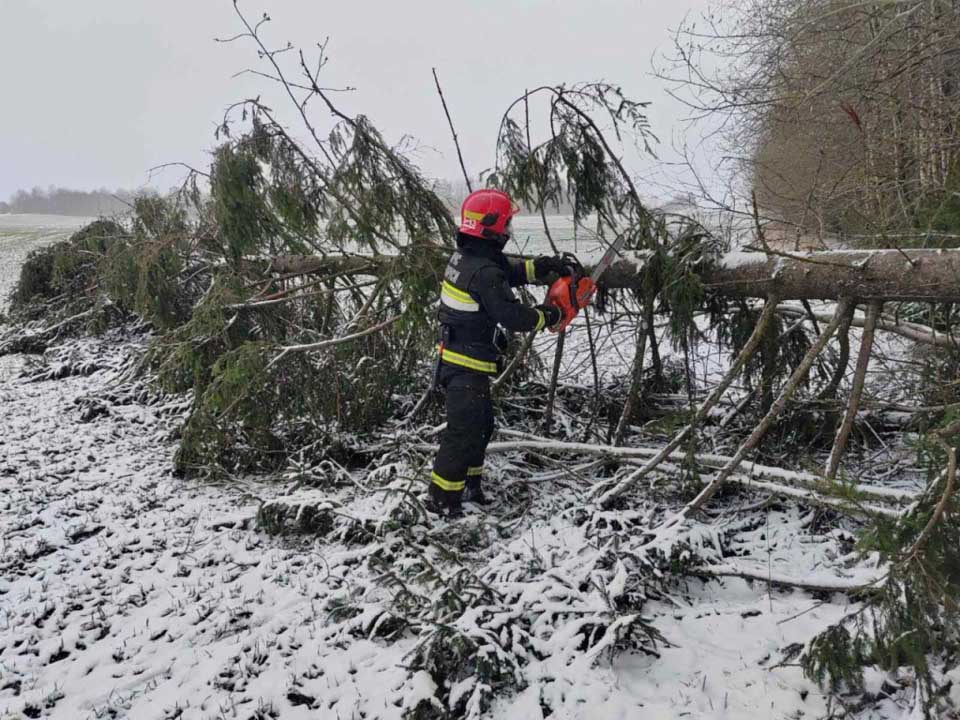 Последствия непогоды в Могилевской области: работники МЧС совершили более 20 выездов на уборку упавших деревьев