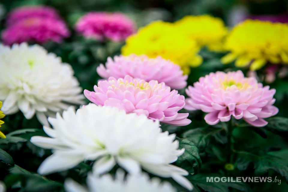 Граждане вправе реализовывать иным физлицам продукцию цветоводства и декоративных растений при наличии справки местного исполнительного и распорядительного органа