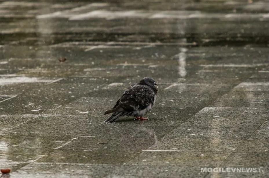 Порывистый ветер и мокрый снег ожидаются в начале следующей недели в Могилевской области