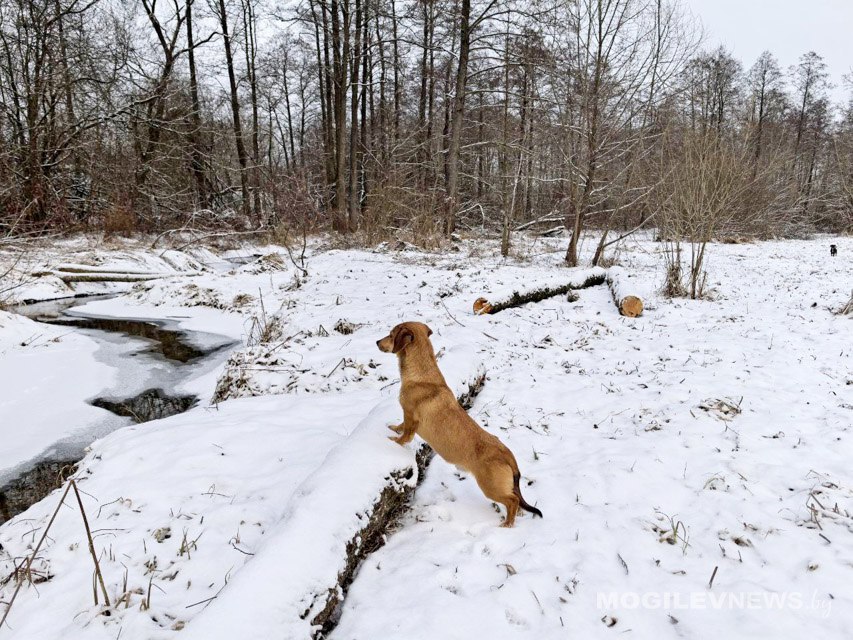 Около 0°С ночью и до +7°С в дневные часы ожидается в Могилевской области 3 марта