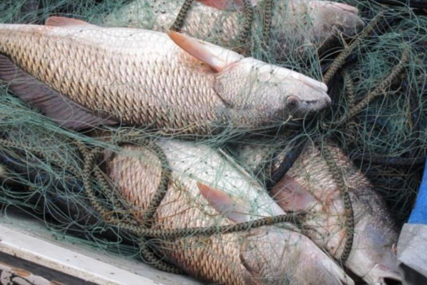 Суд Могилевского района вынес приговор за незаконный вылов рыбы в Днепре