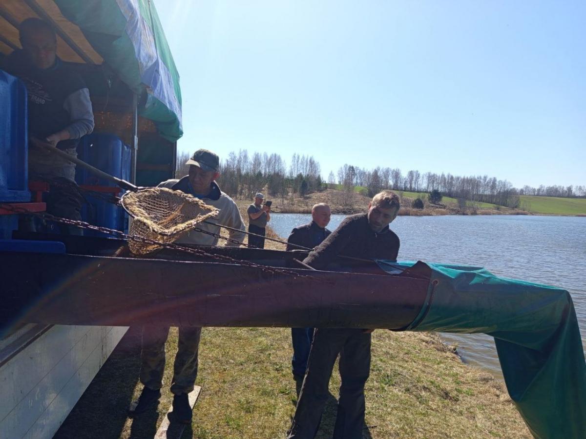 Около тонны карпа выпустили в пруд Мстиславского района