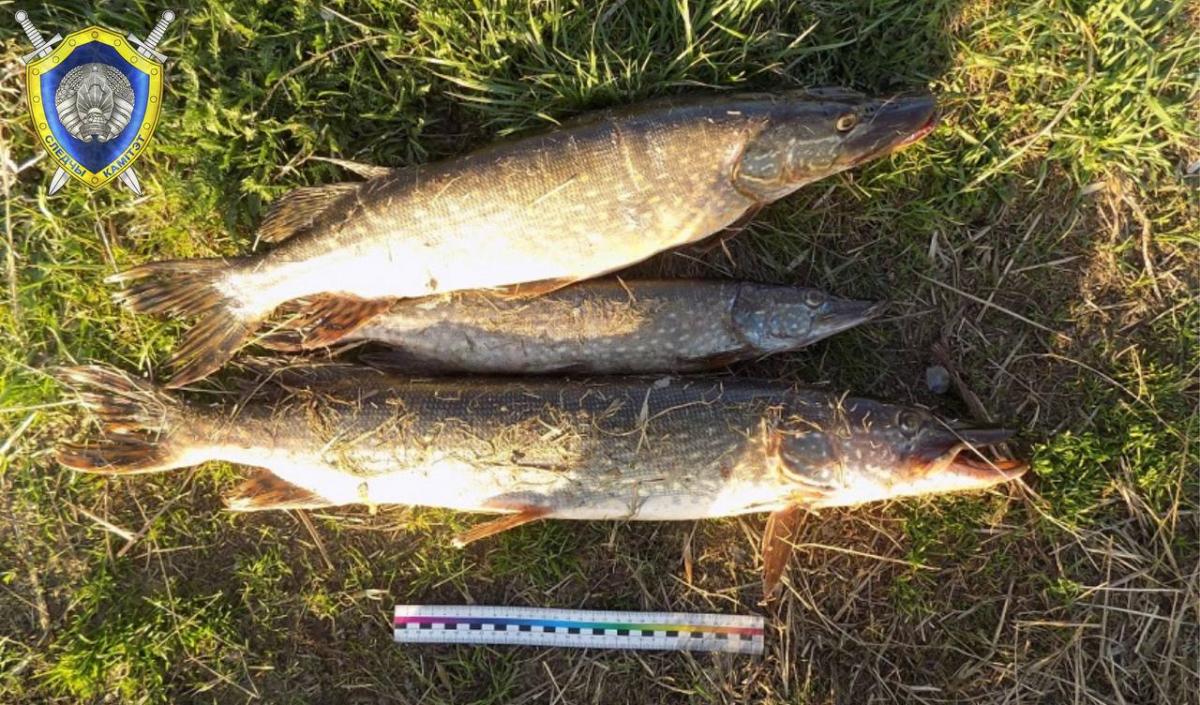 В Быховском районе незаконная рыбалка обернулась уголовной статьей