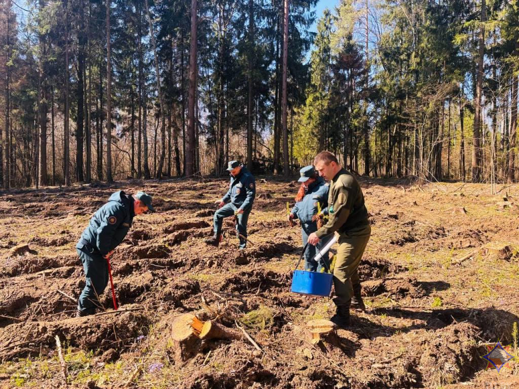 На границе Могилевского и Шкловского районов высадили молодой лес