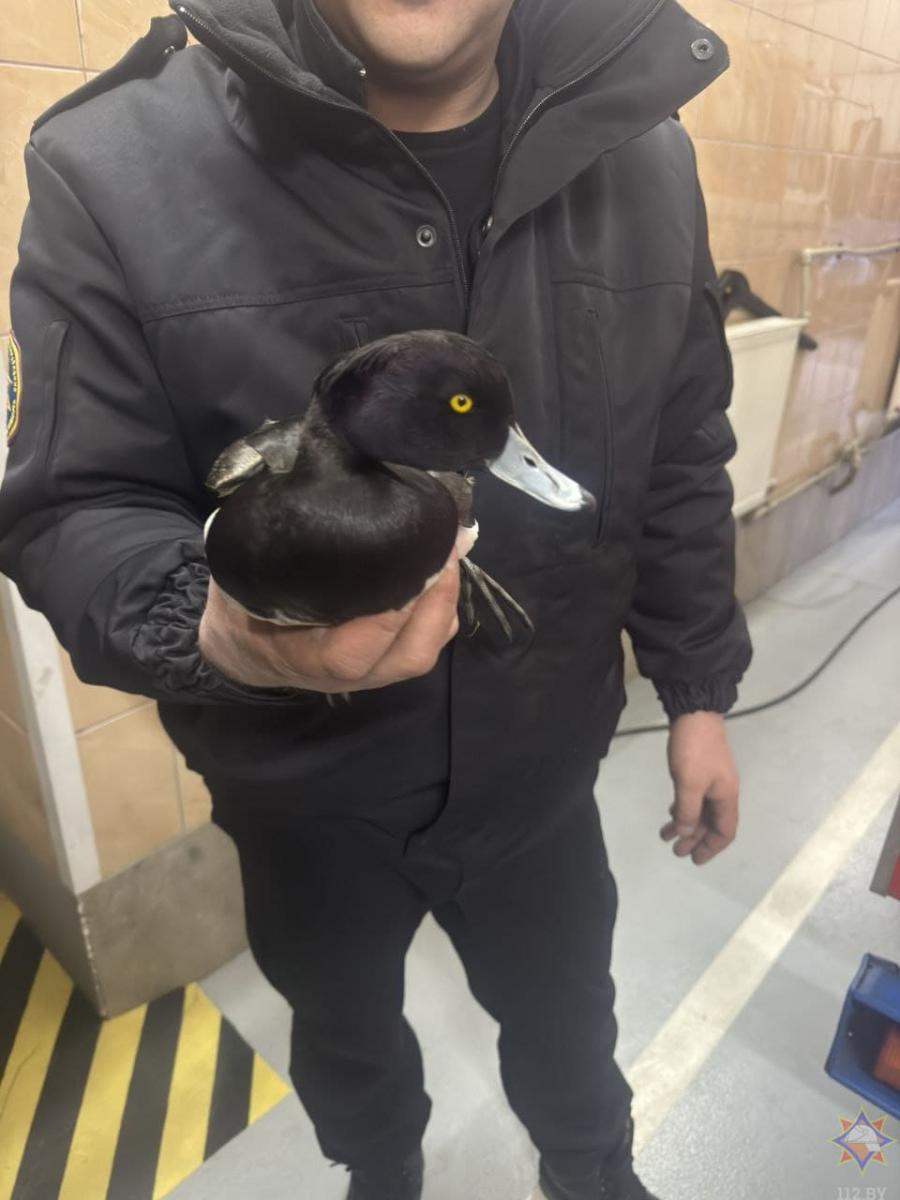 Бобруйские спасатели помогли утке, за лапу которой зацепилась блесна