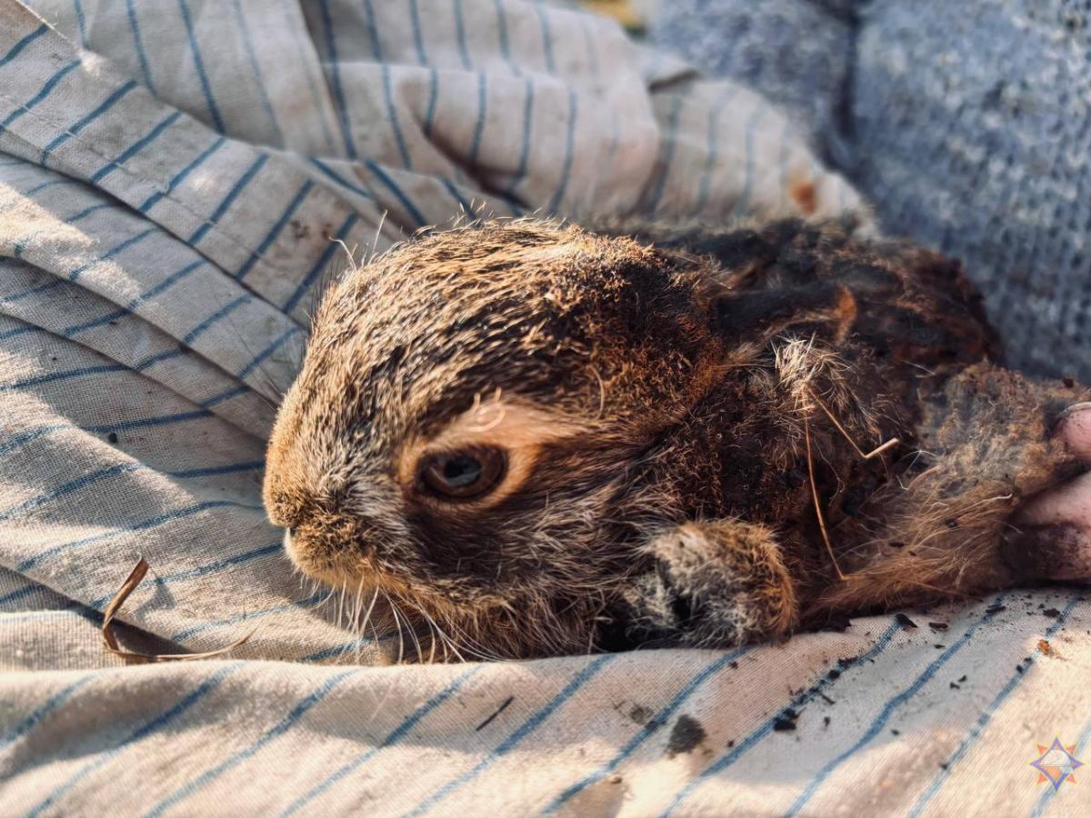 Жительница Могилевского района спасла зайчонка из горящей травы