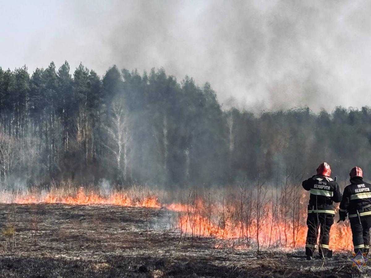 19 пожаров леса произошло с начала года в Могилевской области