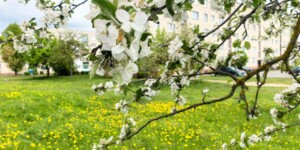 До +19°Ϲ и преимущественно без осадков ожидается в Могилевской области 19 мая