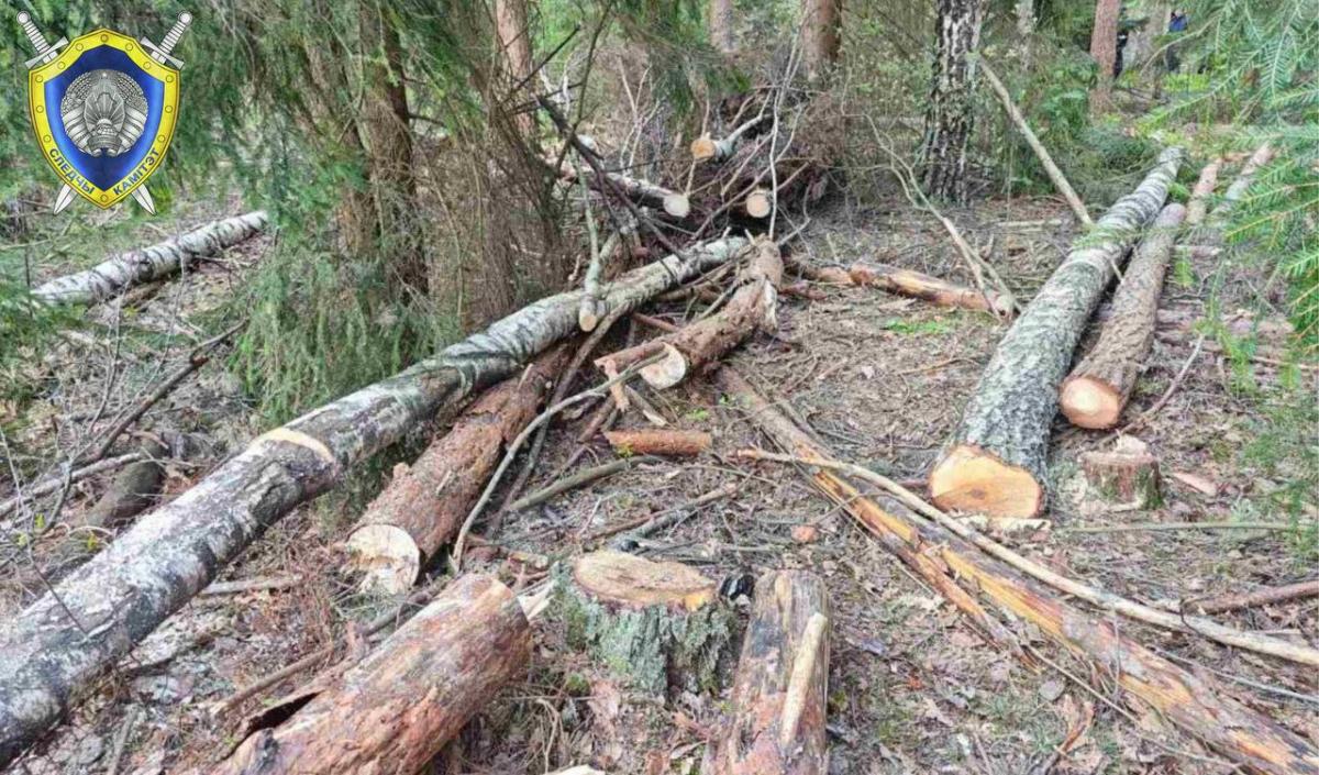В Краснопольском районе при валке леса погиб работник