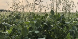 Погода на неделю: дожди и до +31°С в выходные дни