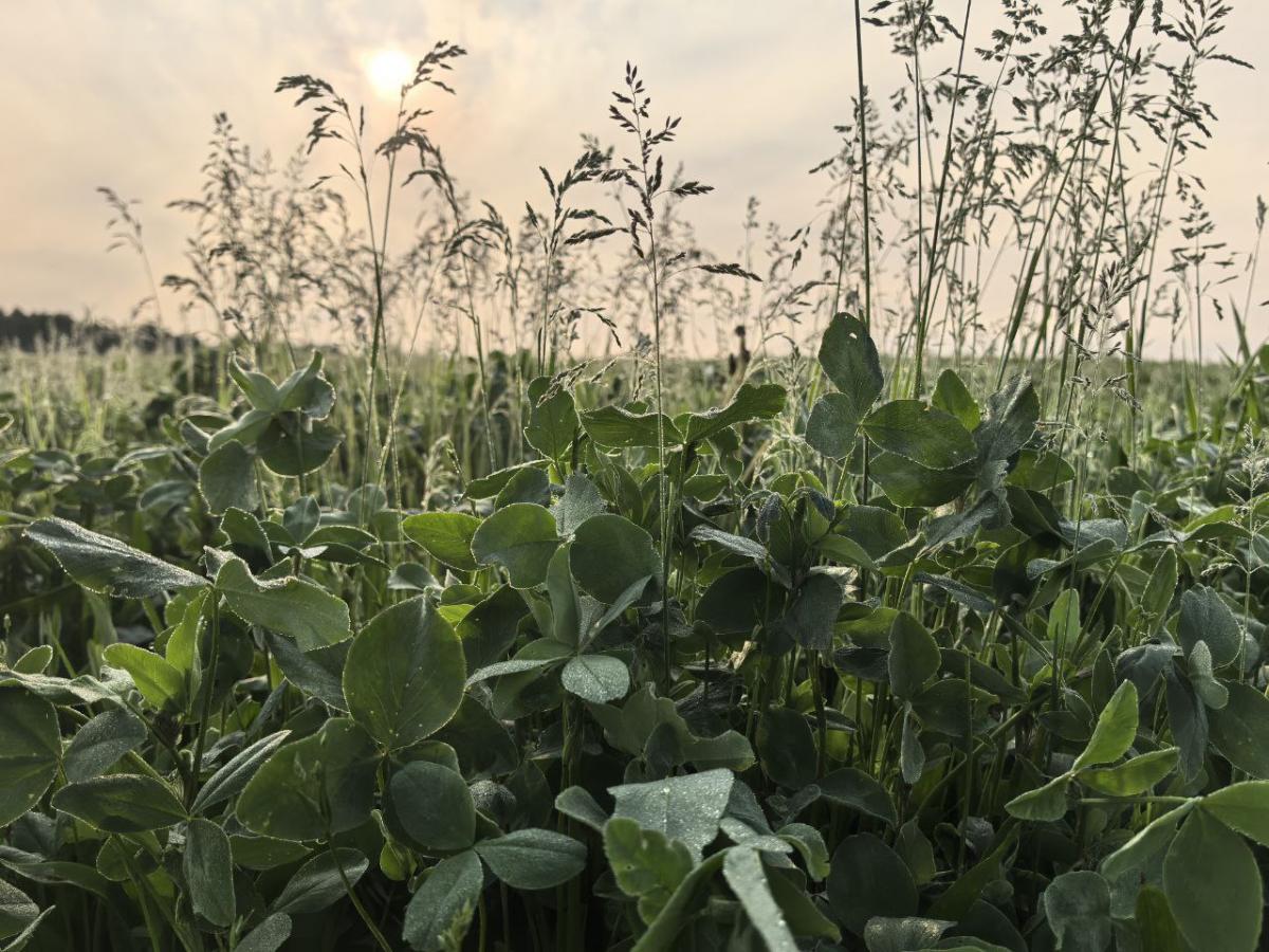 Погода на неделю: дожди и до +31°С в выходные дни