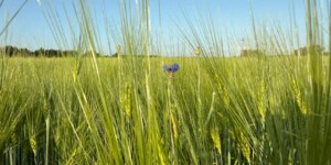 Погода на выходные: кратковременные дожди и около +20°С