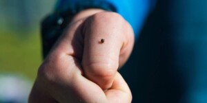 Отмечается увеличение числа случаев обращения за медпомощью по поводу укусов клещей среди детского населения