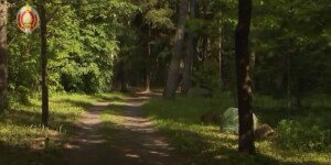 Как правильно организовать поход в лес, рассказали правоохранители