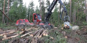 Могилевский лесхоз продолжает устранять последствия урагана