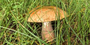 Грозы, сильный ветер и продолжение жары ожидается в начале следующей недели в Могилевской области