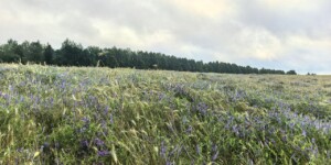 Оранжевый уровень опасности в связи с сильными осадками объявили синоптики в Могилевской области на 25 июля