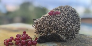 Дожди, грозы и не выше +25°С ожидается в начале следующей недели в Могилевской области