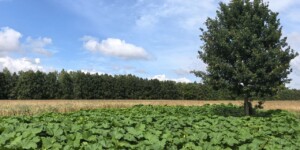 Оранжевый уровень опасности в связи с грозами и шквалистым ветром объявлен в Могилевской области на 28 июля