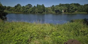 В Климовичском районе утонул мужчина — хотел нарвать водяных лилий для супруги
