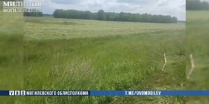 В Бобруйском районе уничтожили участок с дикорастущей коноплей