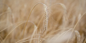 Белорусские аграрии намолотили почти 8,3 млн тонн зерна