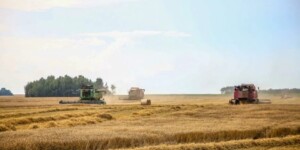 Урожайность зерна в текущем году в Могилевской области на треть выше прошлогодней