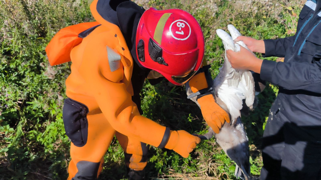 В Кировском районе спасатели МЧС освободили лебедя из рыболовной ловушки