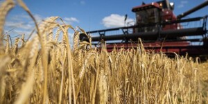 Уборочная кампания — 2025 в Могилевской области: данные на 4 августа