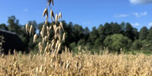 Погода на выходные: местами кратковременные дожди, в отдельных районах грозы и до +28°С