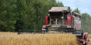 В Беларуси убрано более половины площадей зерновых