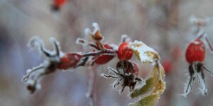 Погода на неделю: ночные заморозки до -5°С, местами дожди