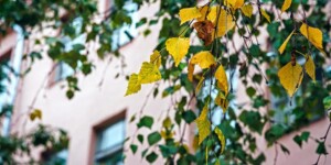 Тепло и преимущественно без осадков ожидается в начале следующей недели в Могилевской области