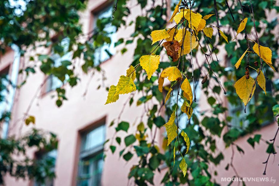 Тепло и преимущественно без осадков ожидается в начале следующей недели в Могилевской области