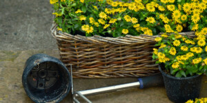 Посадка многолетников осенью: какие цветы посадить под зиму