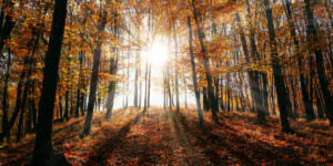 Осеннее равноденствие — 2025: дата, приметы, астропрогноз для всех знаков зодиака