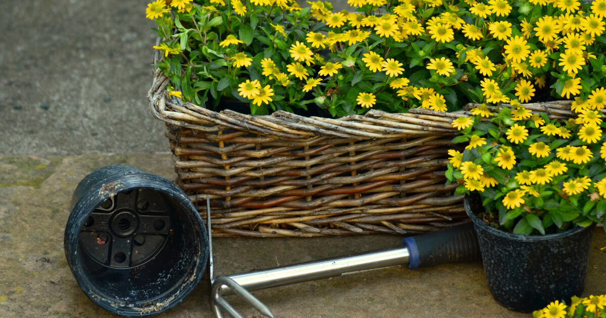 Посадка многолетников осенью: какие цветы посадить под зиму