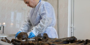 Новые данные о захороненных в Казимировском лесу в годы ВОВ установили могилевские судэксперты