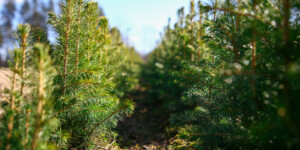 Почти на 20% выросла номинальная начисленная среднемесячная зарплата работников лесной отрасли Могилевщины