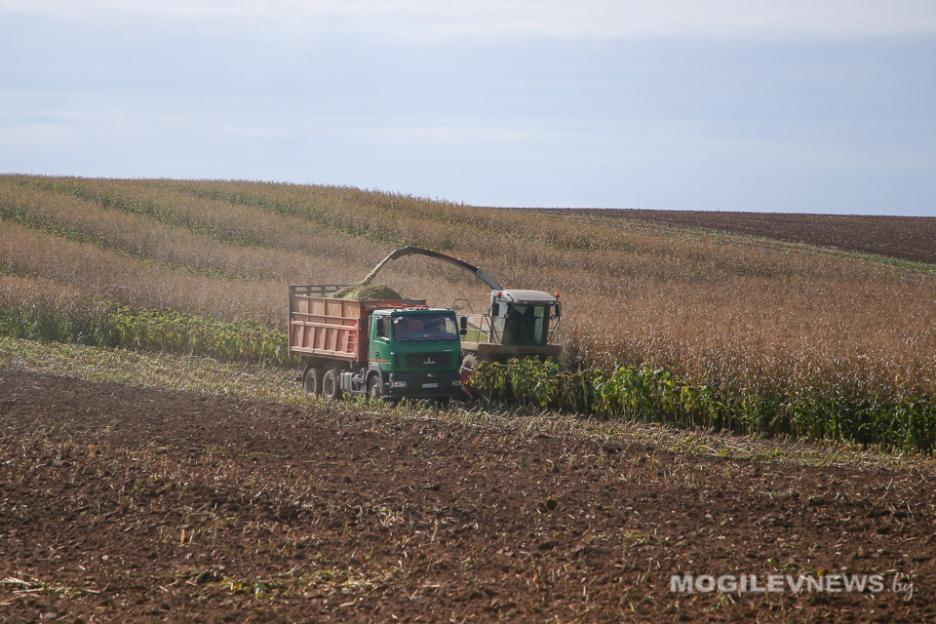 Кампания по кормозаготовке в Могилевской области проводится на более высоком организационном уровне, чем в предыдущие годы — КГК